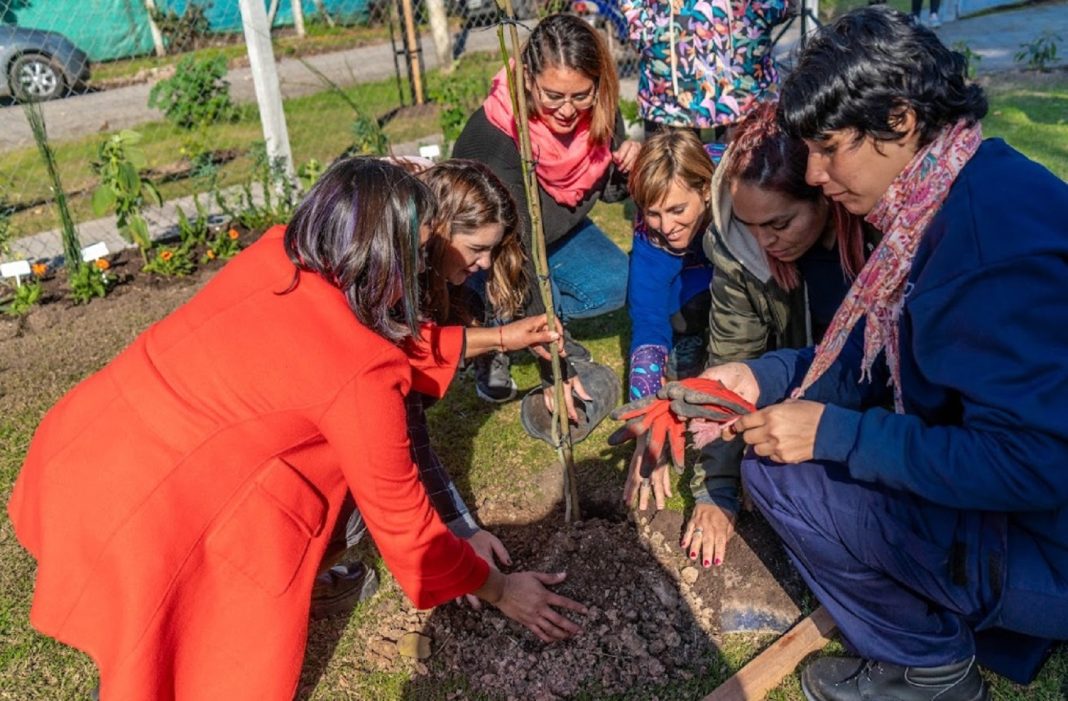 planta de arbol