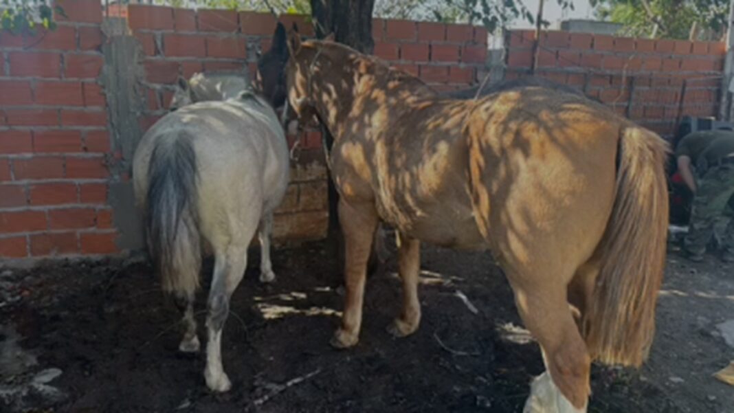 caballos cpr mp